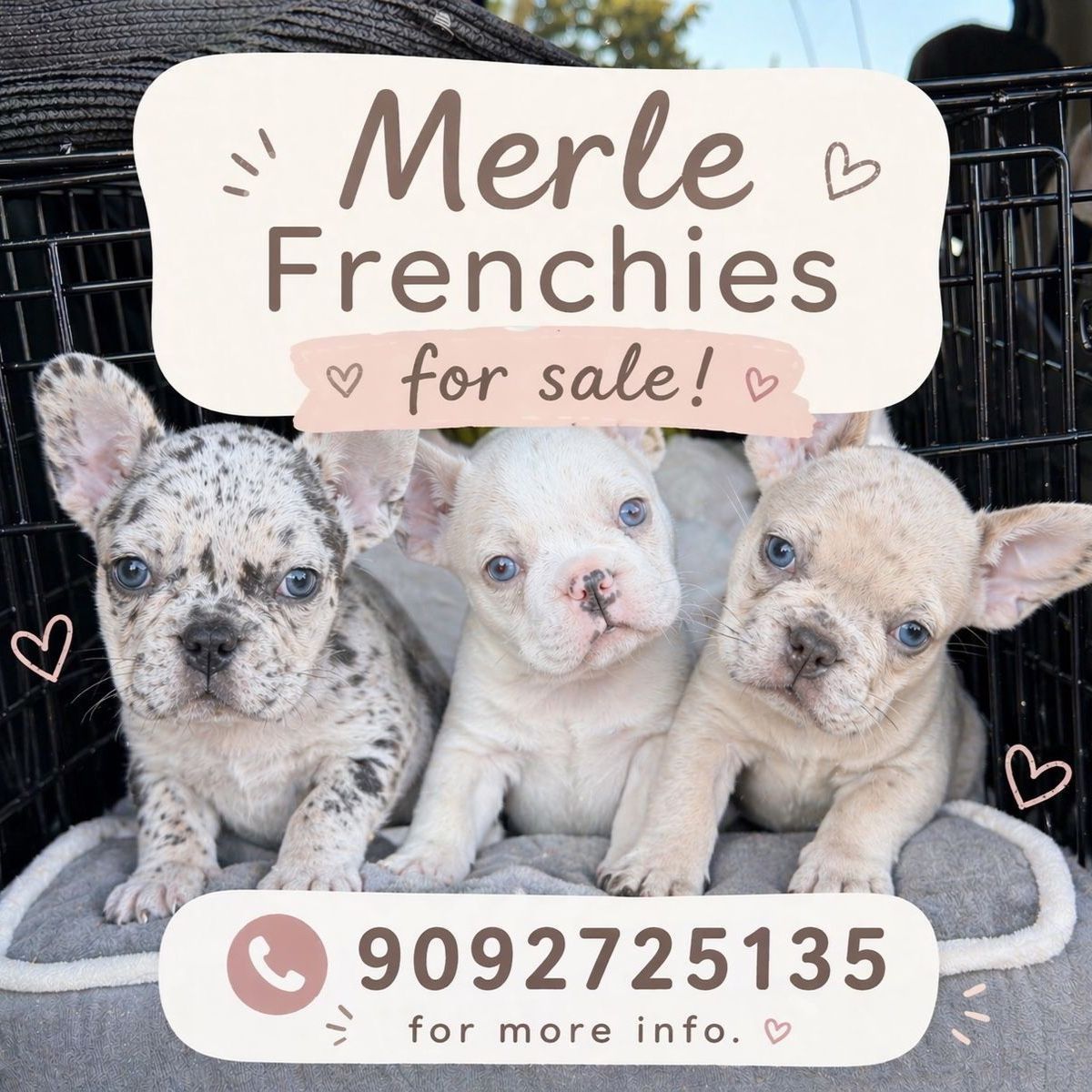 Top Quality Frenchie Puppies (Merles Available)