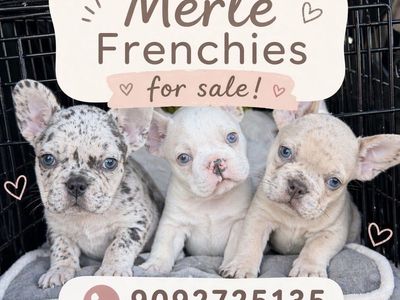 Top Quality Frenchie Puppies (Merles Available)