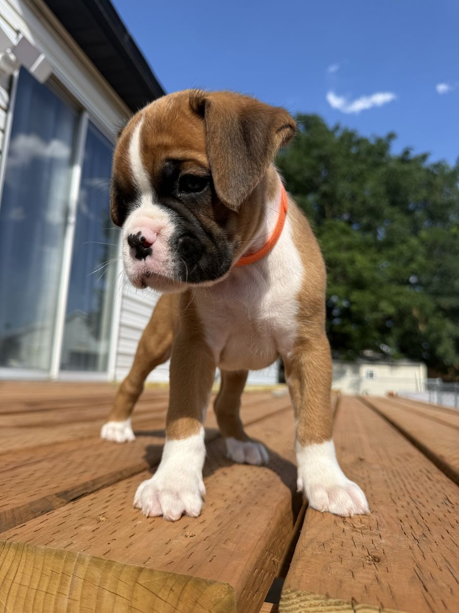 AKC boxer puppies