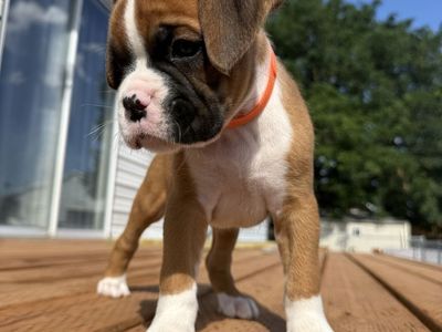 AKC boxer puppies