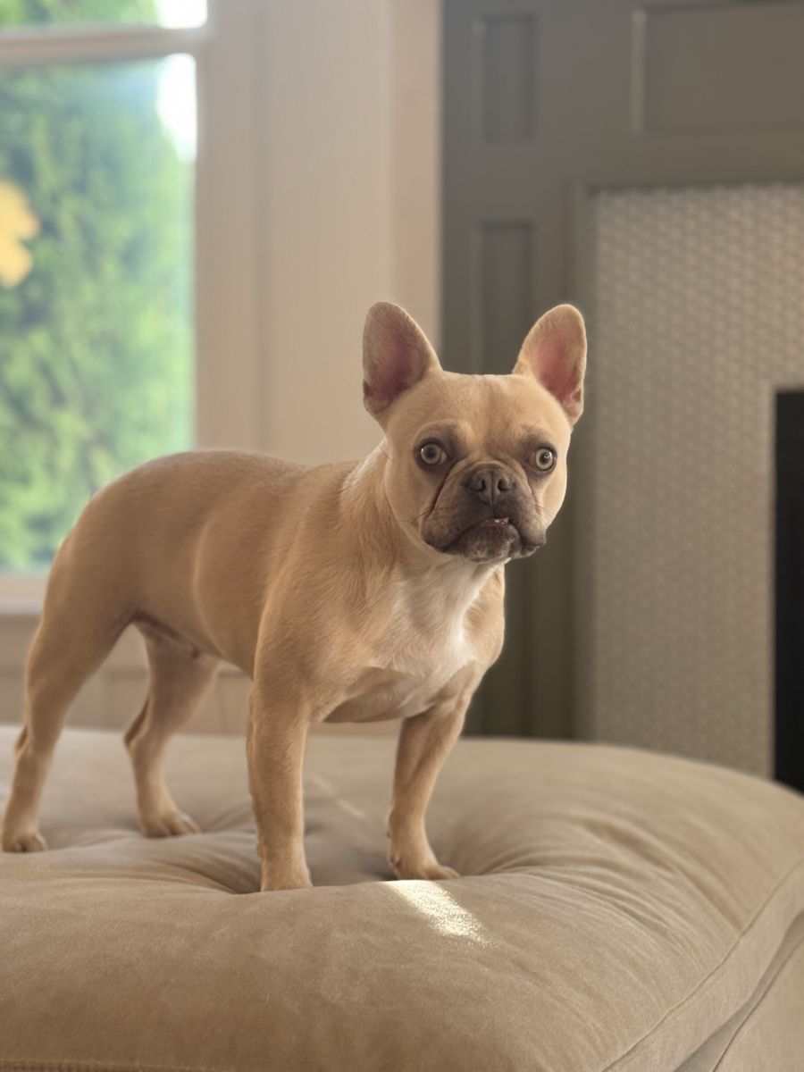 2 Year Old Female French Bulldog