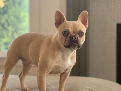 2 Year Old Female French Bulldog