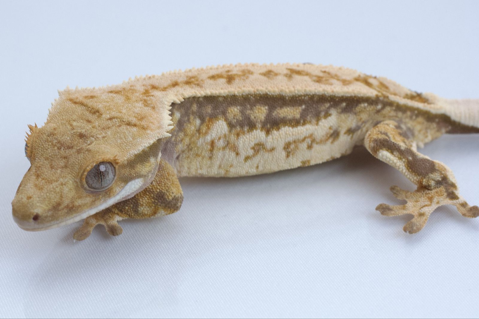 Young Crested Gecko