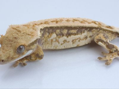 Young Crested Gecko