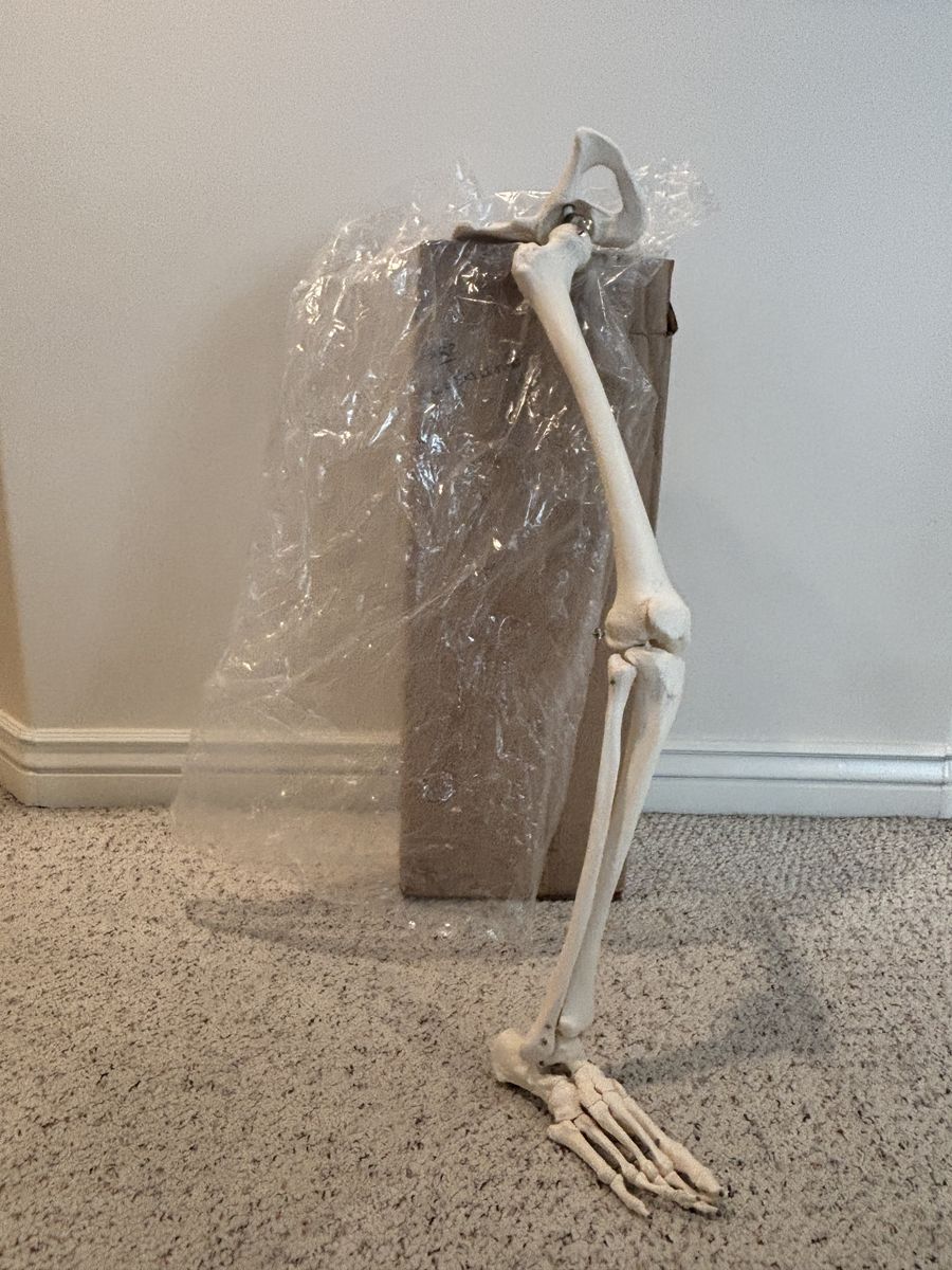 Life-Size Human Leg Skeleton Hip Joint and Articulated Foot Anatomy Model