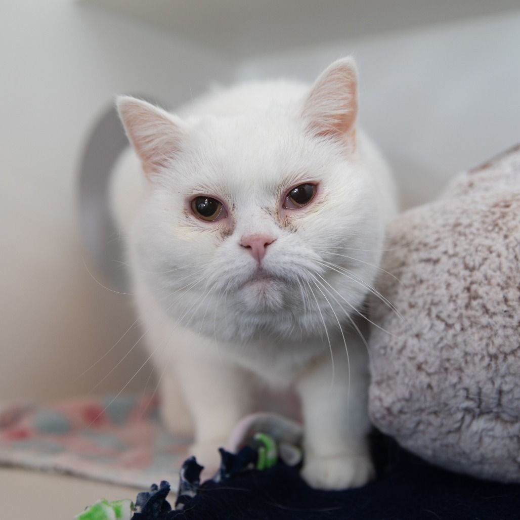 Hello my name is Chanile