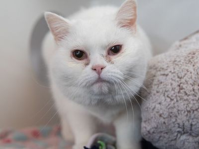 Hello my name is Chanile