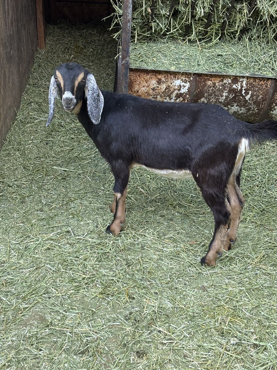 Mini Nubians