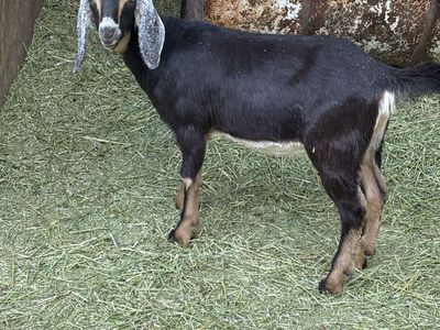 Mini Nubians