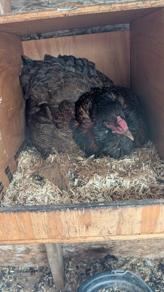 two broody hens - excellent mothers