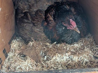 two broody hens - excellent mothers