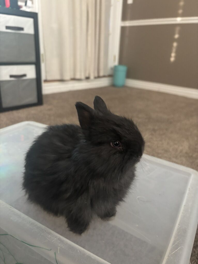 Darling Jersey Wooly Bunnies!!