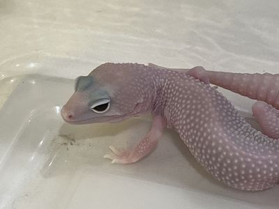 Diablo Blanco Leopard Gecko