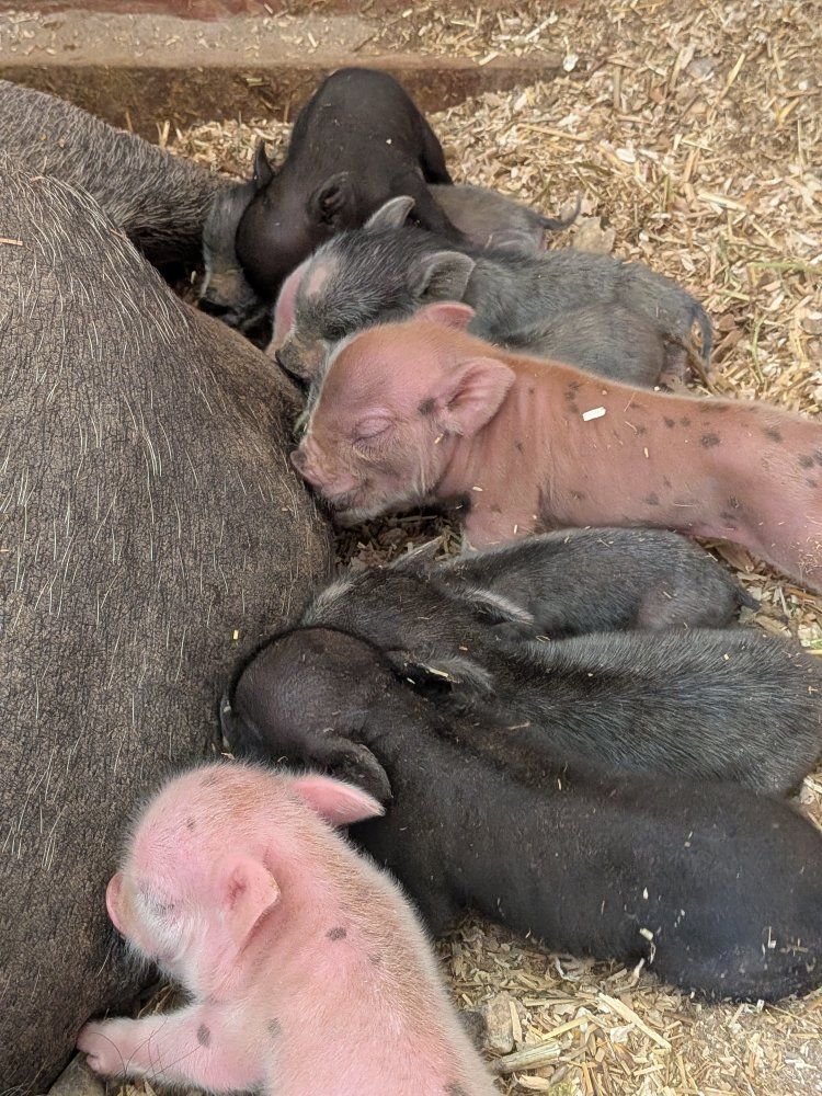 Juliana Micro Mini PIG bottle babies