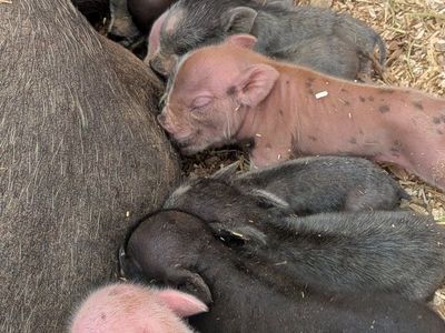 Juliana Micro Mini PIG bottle babies