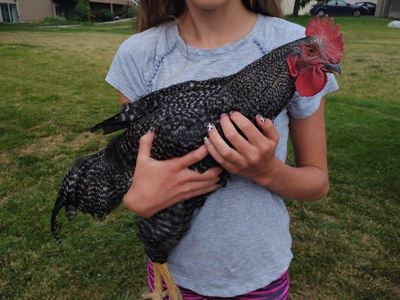 Barred Rock Rooster abt 16 weeks old