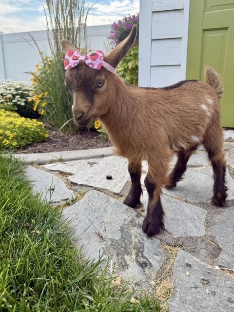 Mini Silky Fainting Goats