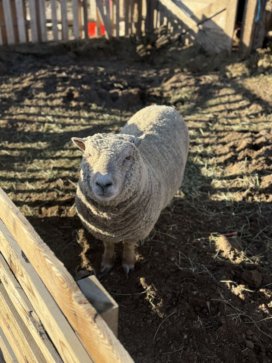 Babydoll Sheep Flock - Ewes & Ewe Lambs And Ram
