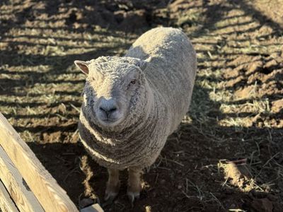 Babydoll Sheep Flock - Ewes & Ewe Lambs And Ram