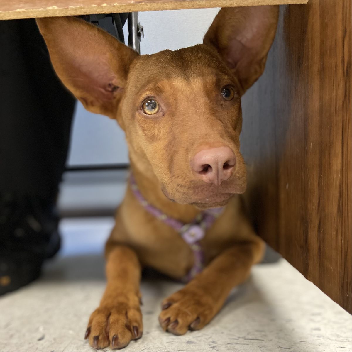 A164426 Copper, Available for Adoption