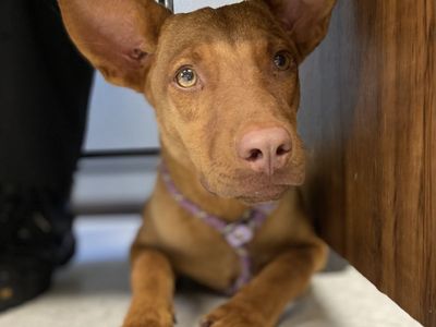 A164426 Copper, Available for Adoption