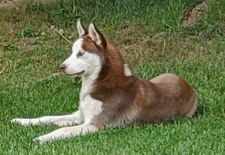 Rehome