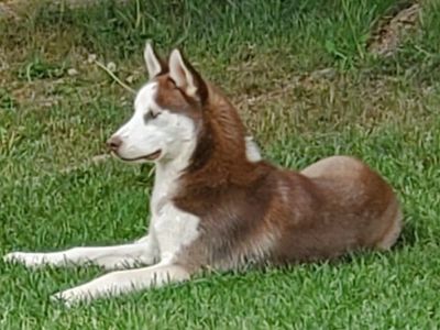 Rehome