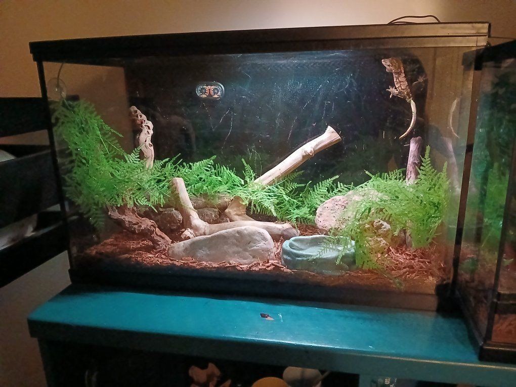 Crested Gecko with Tank and Lamp