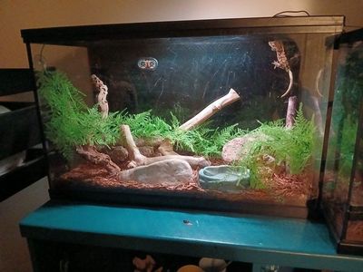 Crested Gecko with Tank and Lamp