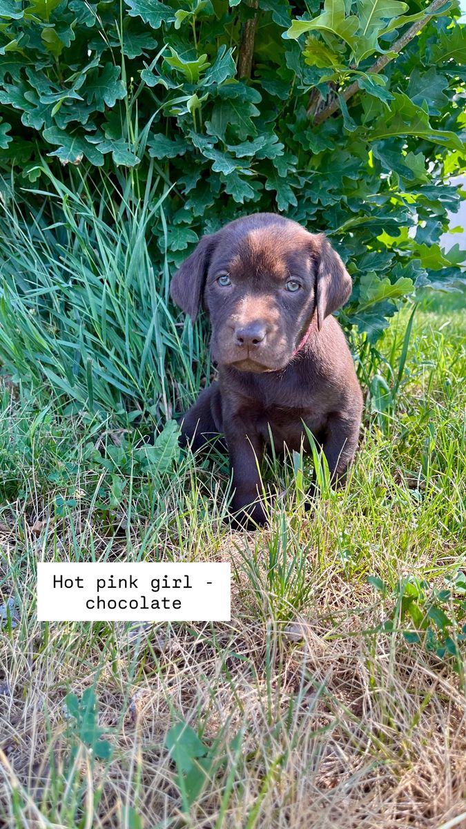 AKC Lab Puppies