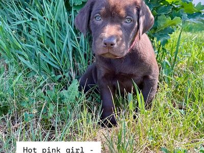 AKC Lab Puppies