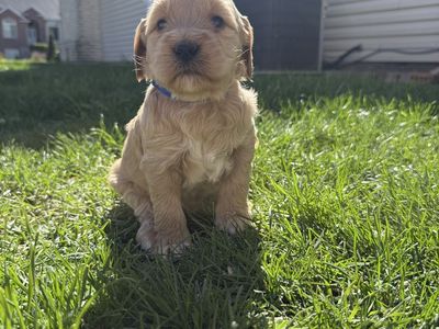 F1 Mini Goldendoodle Puppies