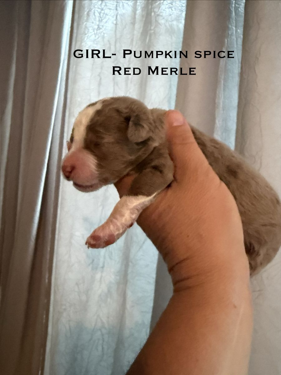 Adorable Bernedoodle Puppies litter of 8