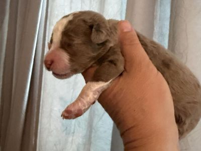 Adorable Bernedoodle Puppies litter of 8