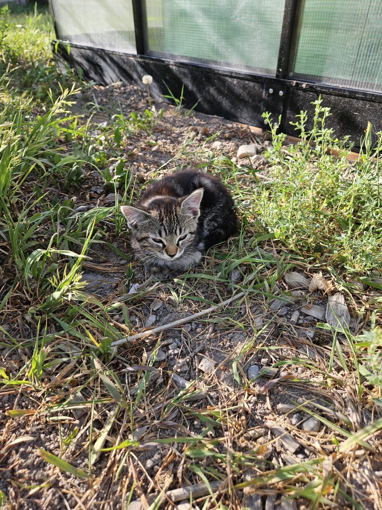 Super Friendly and Playful Kittens