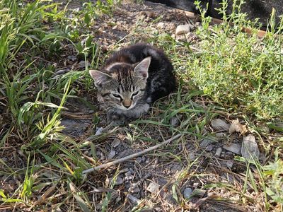 Super Friendly and Playful Kittens