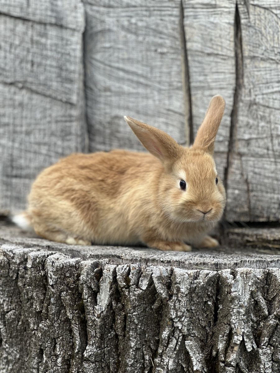 Mixed Rabbits