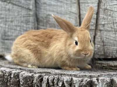 Mixed Rabbits