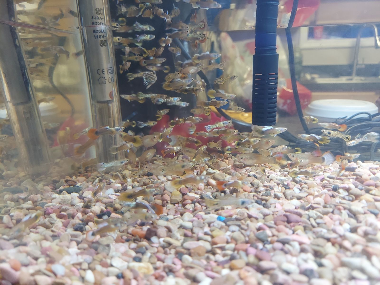 Multi-Color Fancy Endler Hybrid Guppies