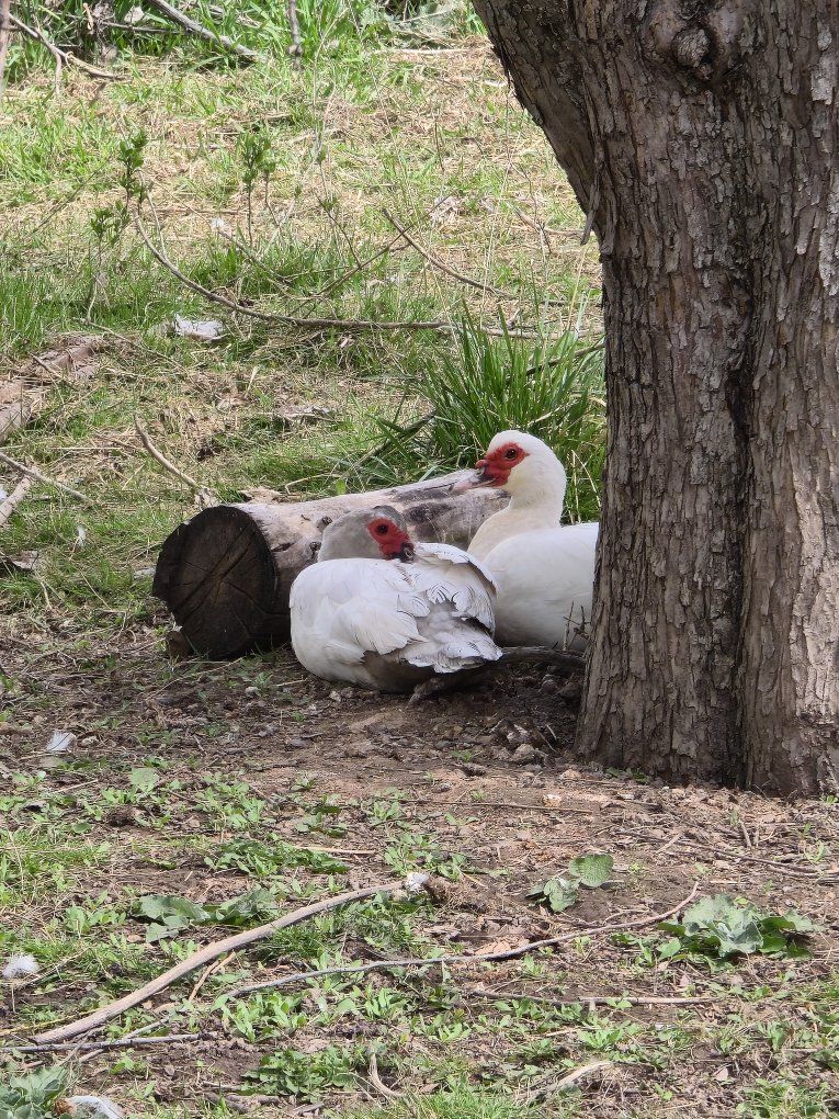 ISO Duck Hatching Eggs