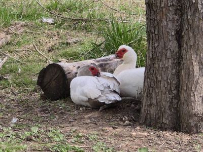 ISO Duck Hatching Eggs