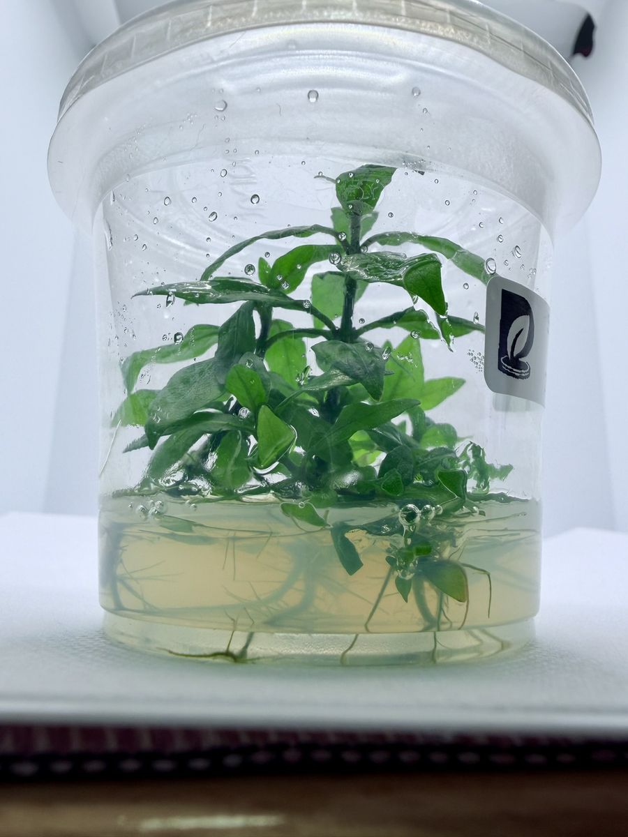 Aquarium Plants Tissue Culture