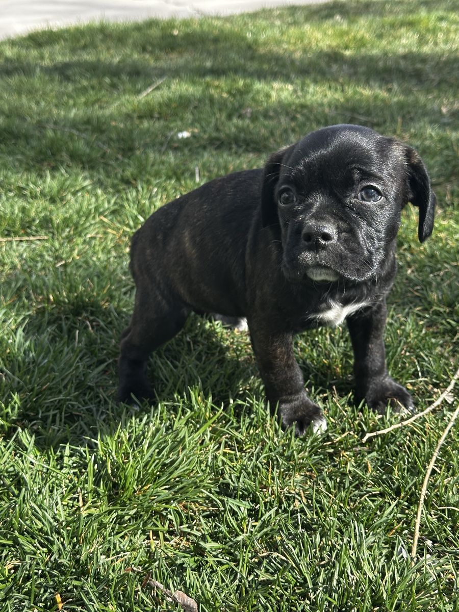 Boston Terrier Cocker Spaniel Female