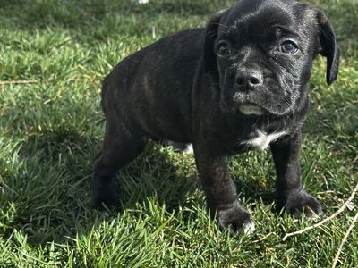 Boston Terrier Cocker Spaniel Female