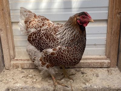 Blue Laced Red Wyandotte Hatching Eggs