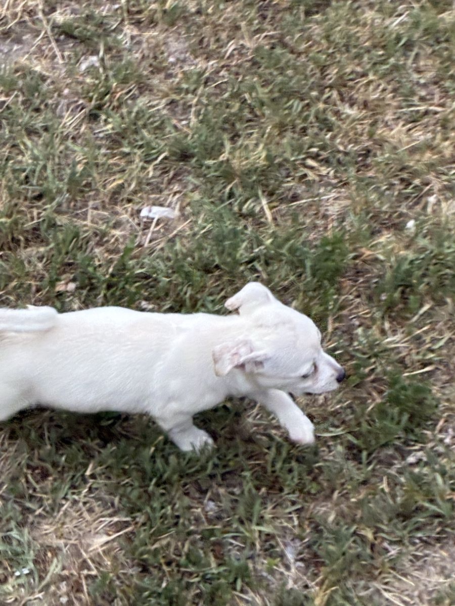Chihuahua puppy