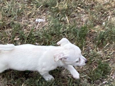 Chihuahua puppy
