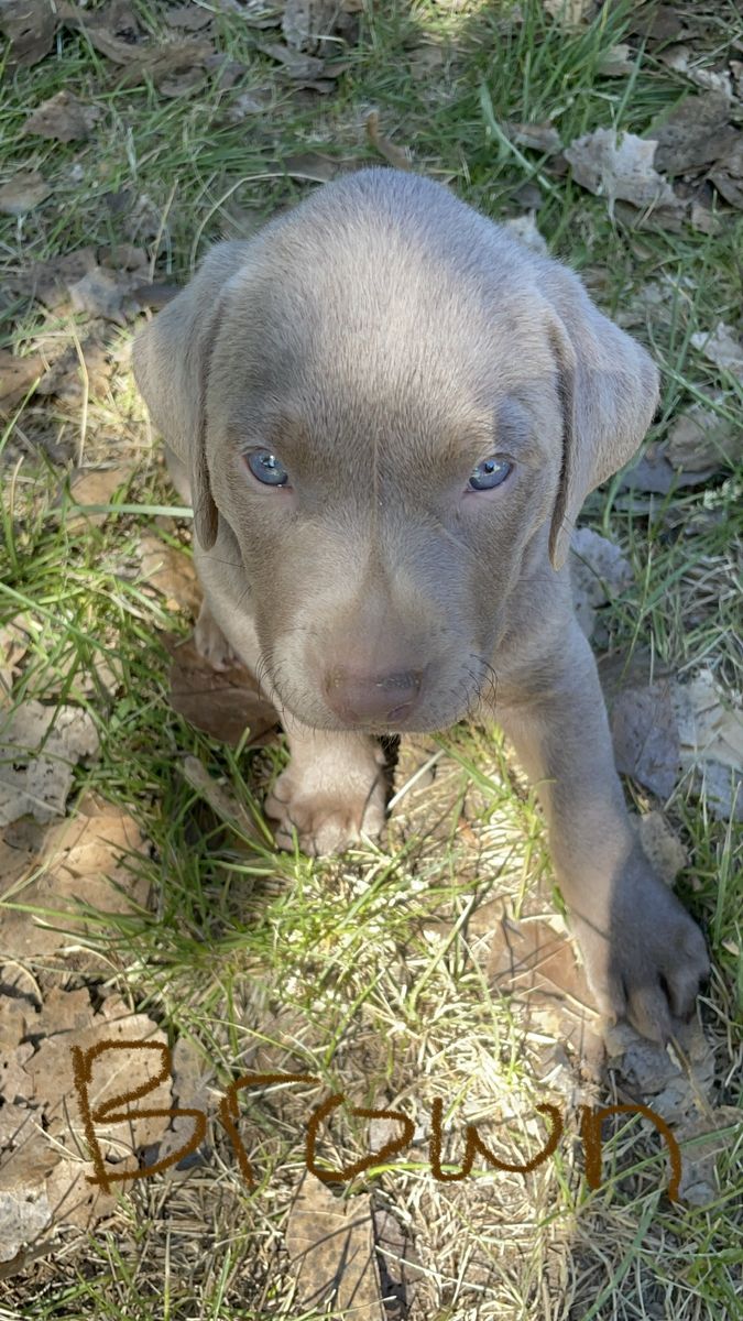 Purebred Silver Lab Puppies