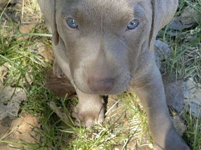 Purebred Silver Lab Puppies