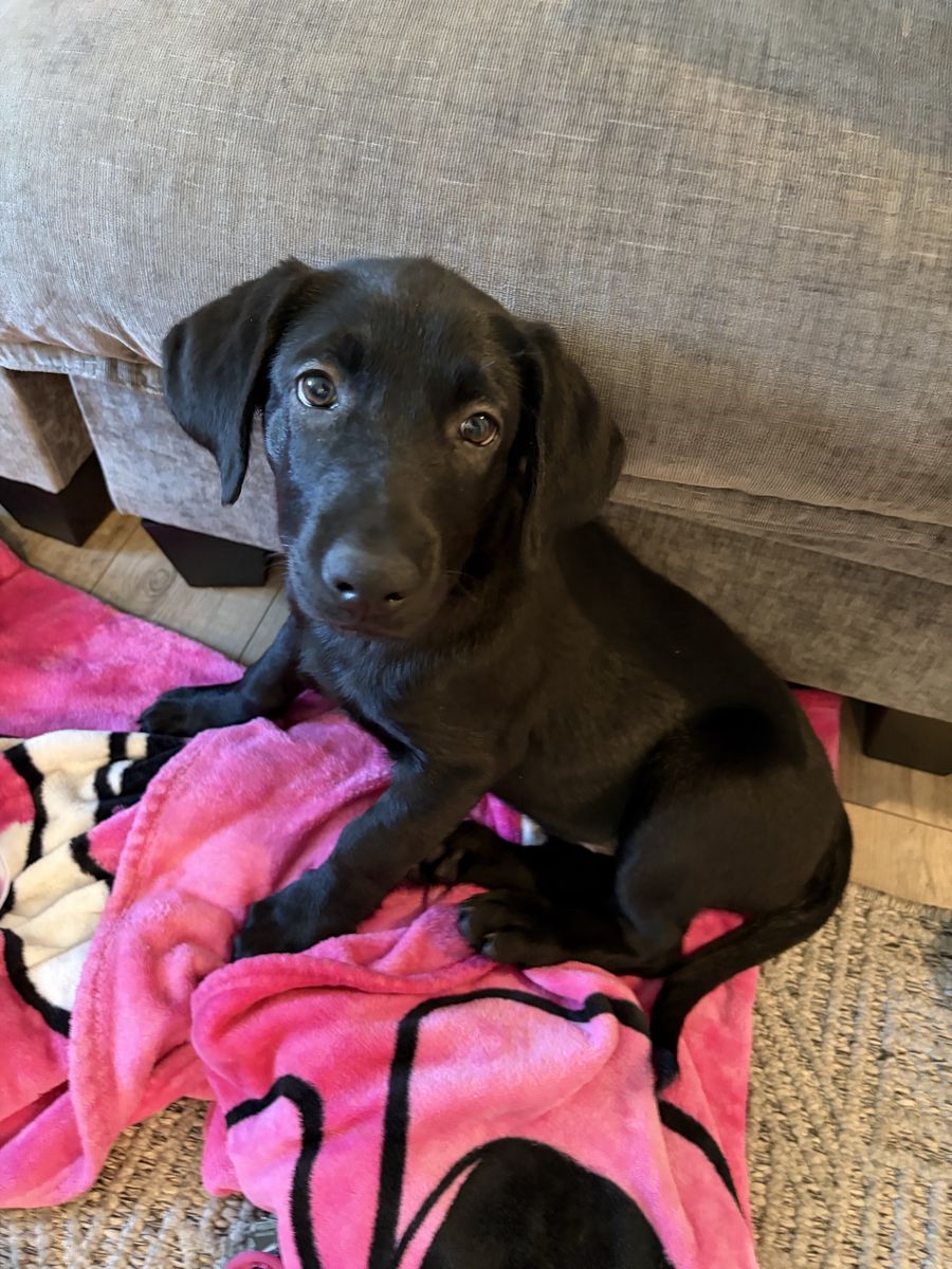 Black Lab Puppy